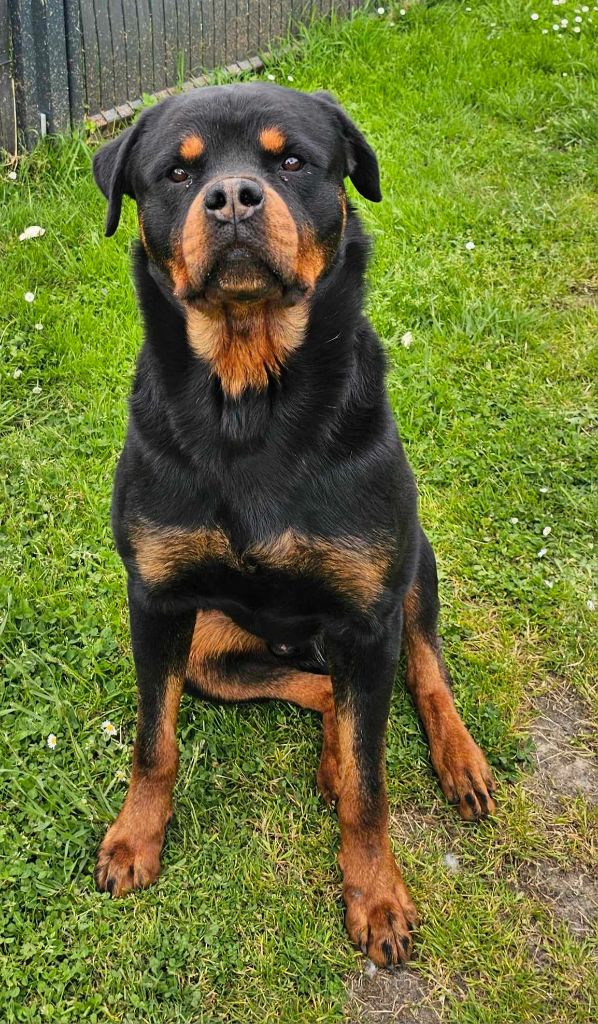 Les Rottweiler de l'affixe De La Tribu Des Démons Celtes