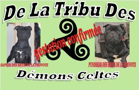 chiot Staffordshire Bull Terrier De La Tribu Des Démons Celtes