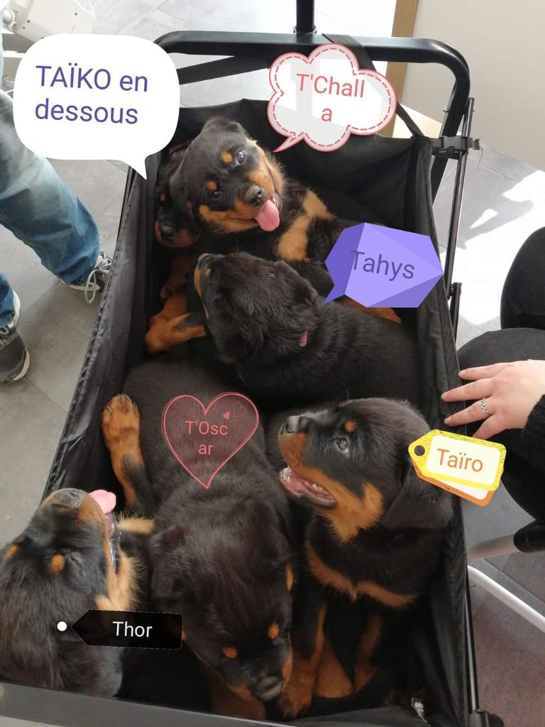 chiot Rottweiler De La Tribu Des Démons Celtes