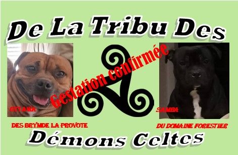 chiot Staffordshire Bull Terrier De La Tribu Des Démons Celtes