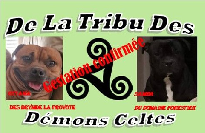 De La Tribu Des Démons Celtes - Staffordshire Bull Terrier - Portée née le 23/09/2023
