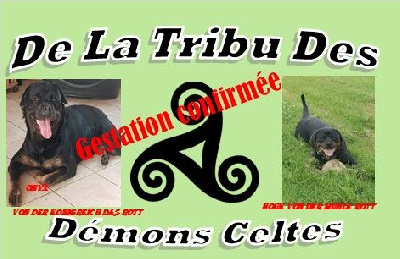 De La Tribu Des Démons Celtes - Rottweiler - Portée née le 14/05/2023