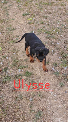 ULISSE