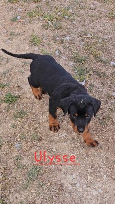 ULISSE