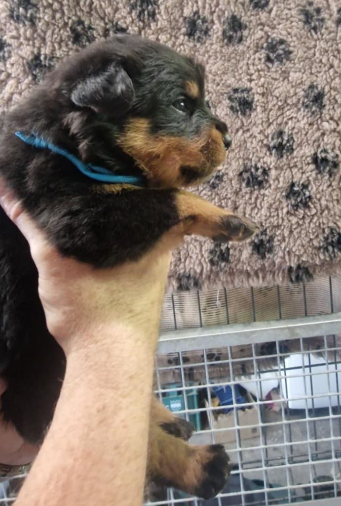 De La Tribu Des Démons Celtes - Chiots disponibles - Rottweiler