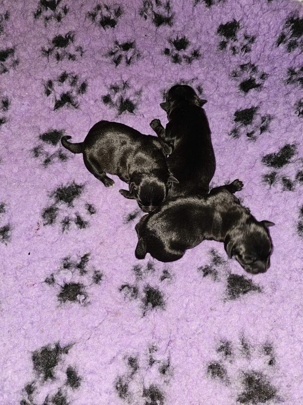 Chiot Staffordshire Bull Terrier De La Tribu Des Démons Celtes