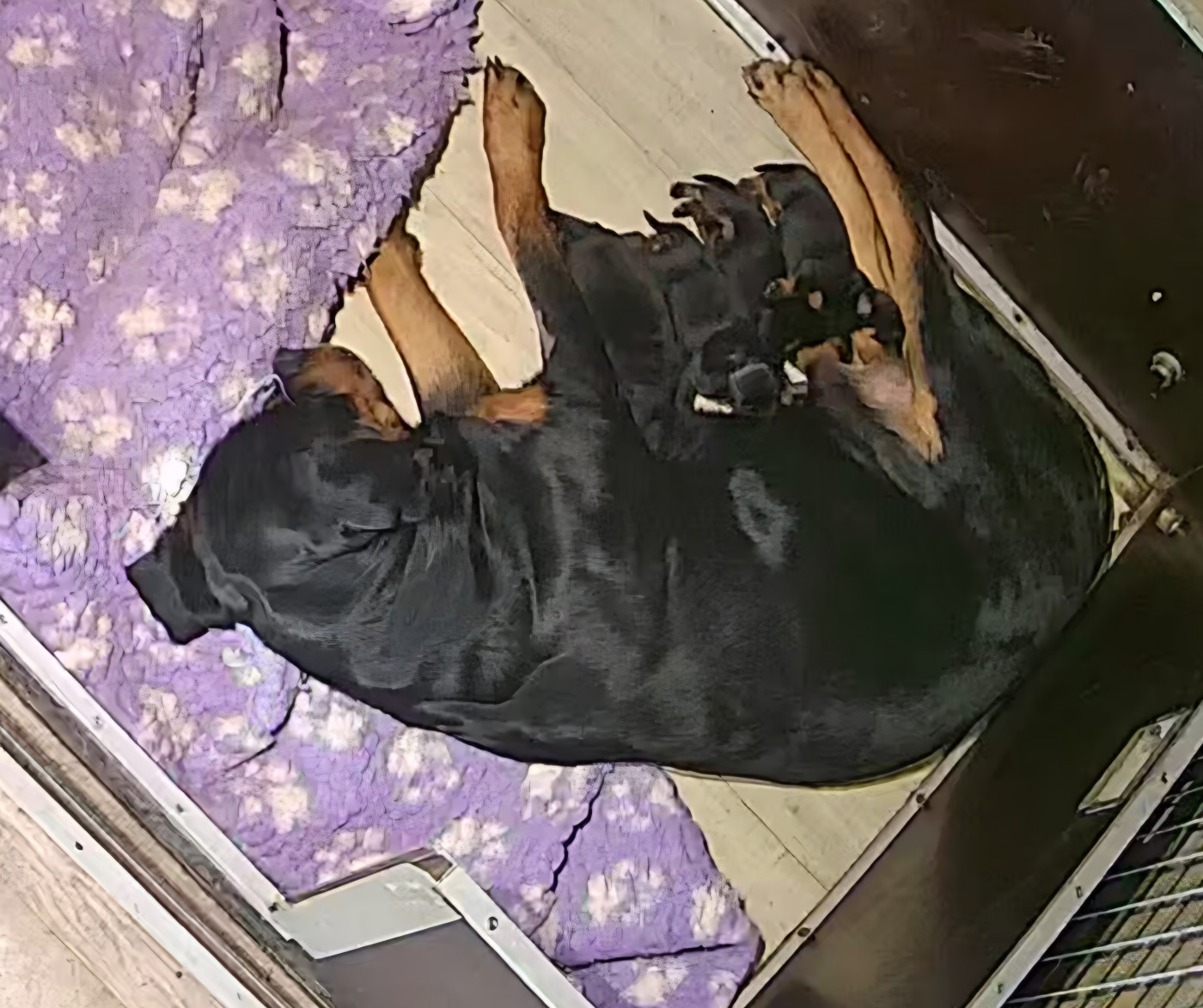 Chiot Rottweiler De La Tribu Des Démons Celtes