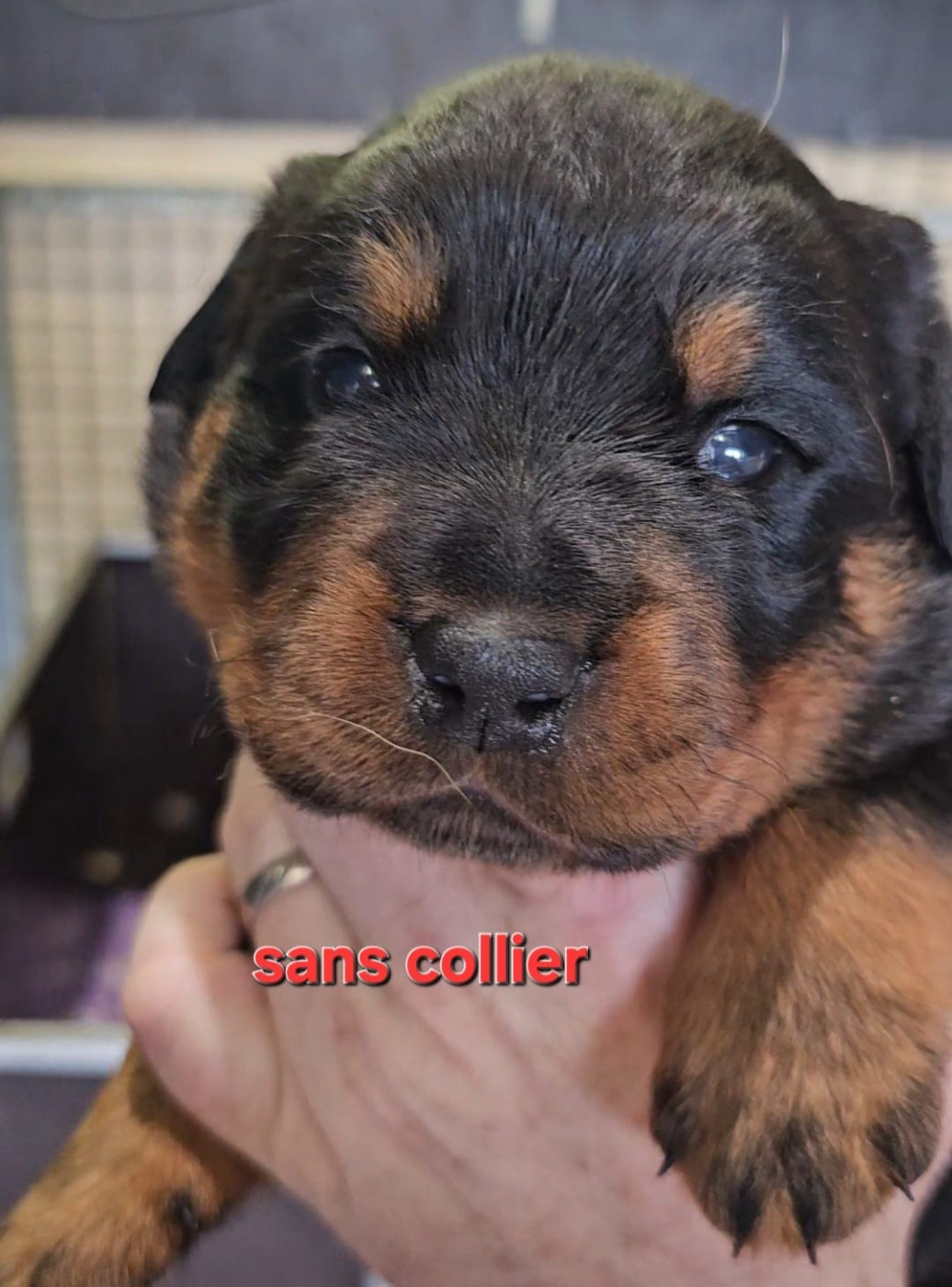 De La Tribu Des Démons Celtes - Chiots disponibles - Rottweiler