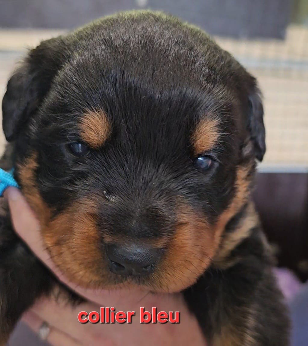 De La Tribu Des Démons Celtes - Chiots disponibles - Rottweiler
