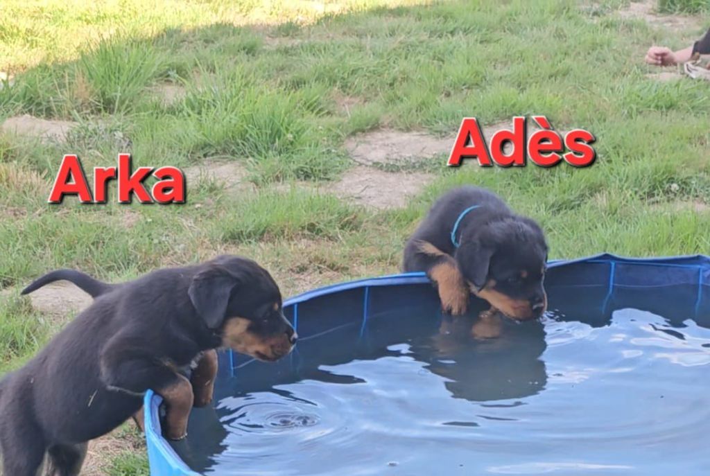 De La Tribu Des Démons Celtes - Chiots disponibles - Rottweiler