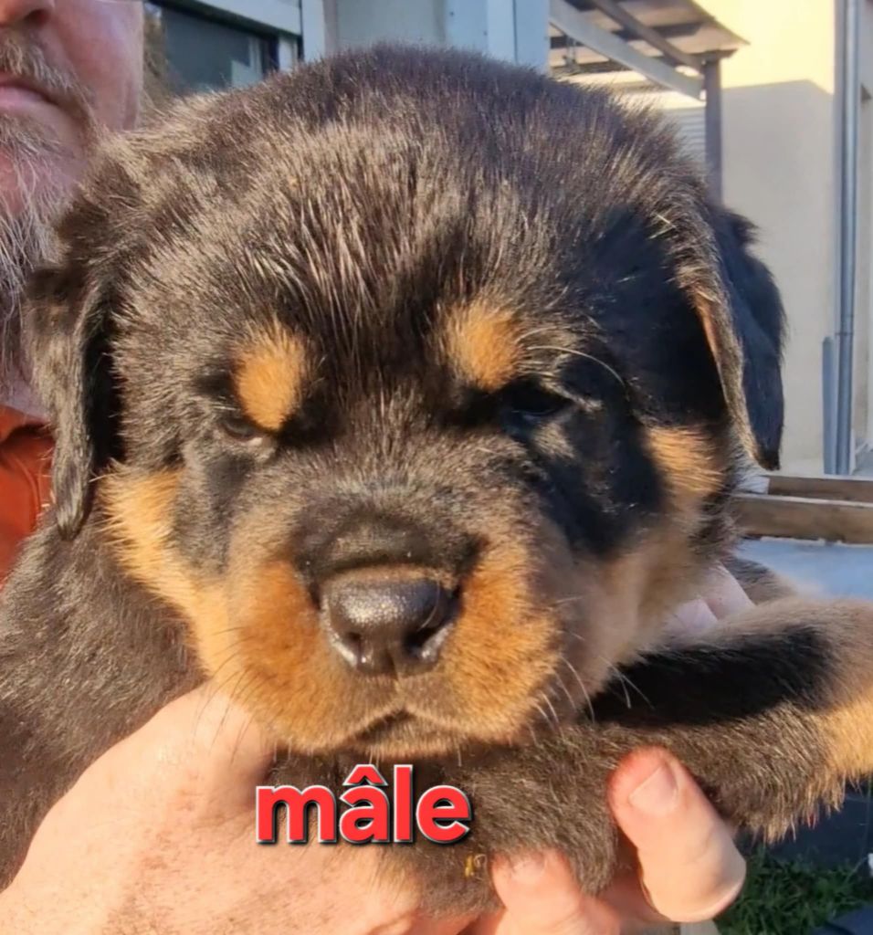De La Tribu Des Démons Celtes - Chiots disponibles - Rottweiler
