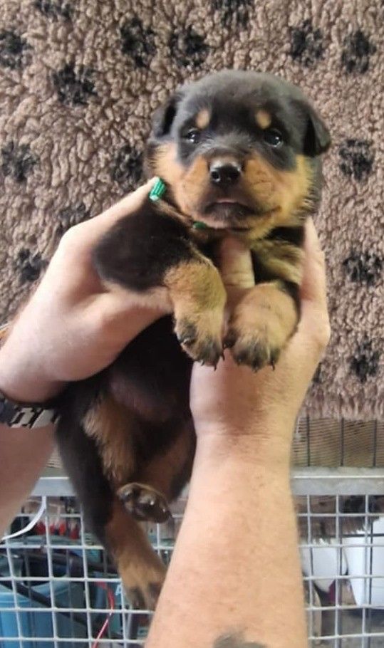 De La Tribu Des Démons Celtes - Chiots disponibles - Rottweiler