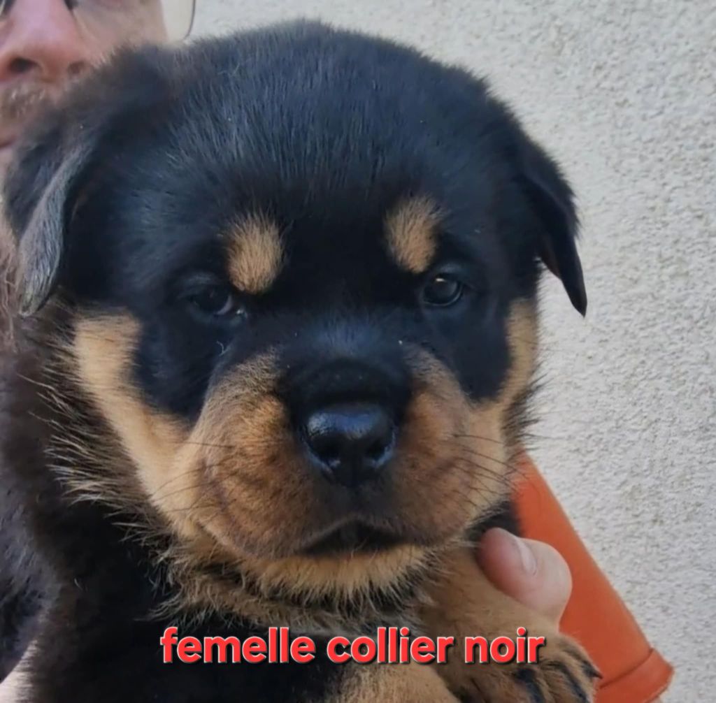 De La Tribu Des Démons Celtes - Chiots disponibles - Rottweiler