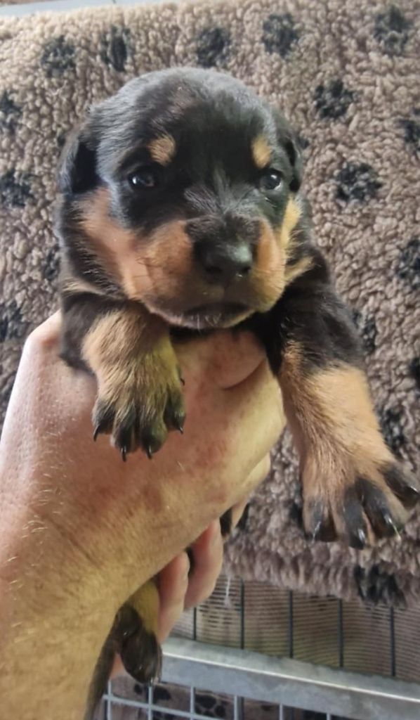 De La Tribu Des Démons Celtes - Chiots disponibles - Rottweiler