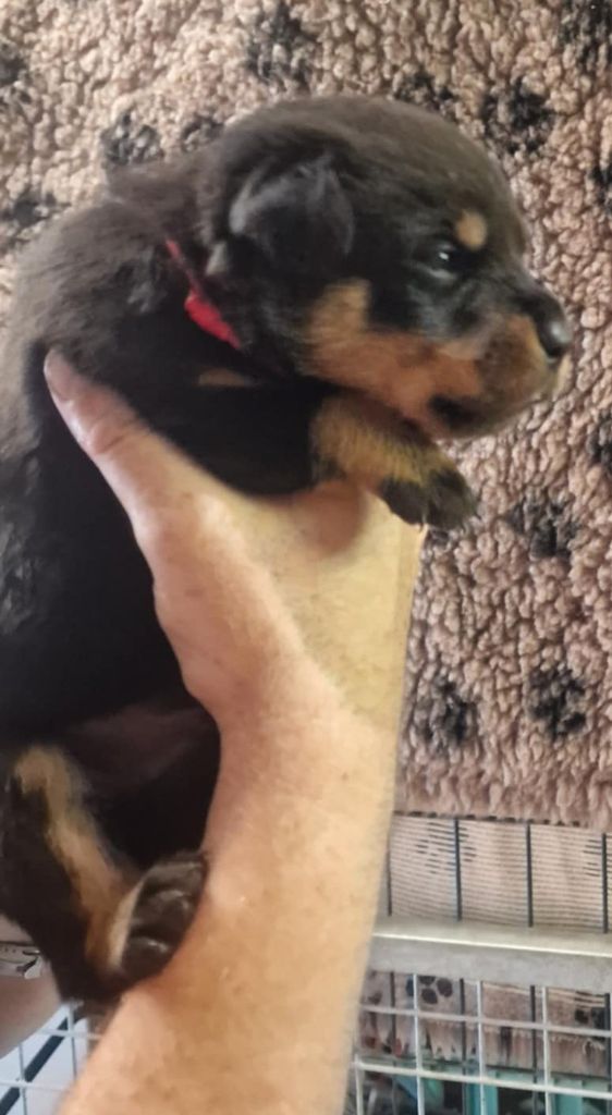 De La Tribu Des Démons Celtes - Chiots disponibles - Rottweiler