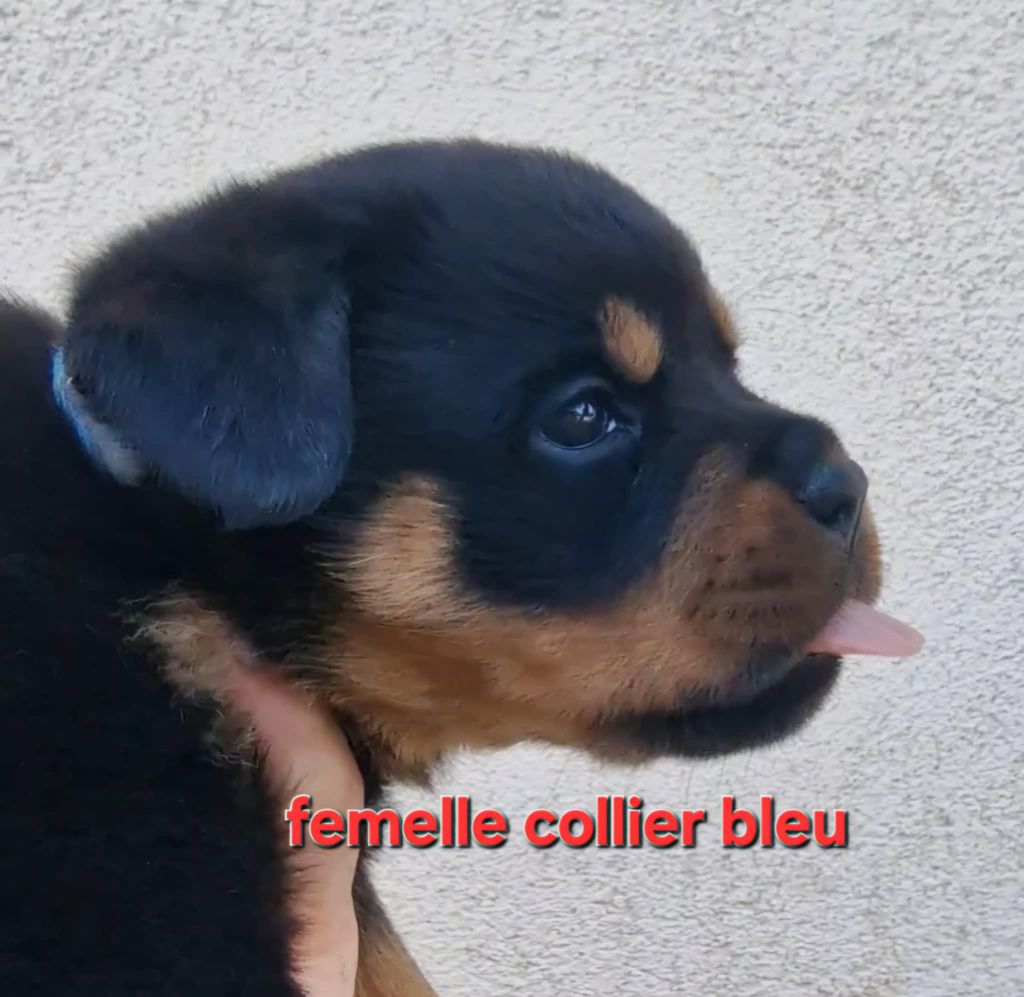De La Tribu Des Démons Celtes - Chiots disponibles - Rottweiler