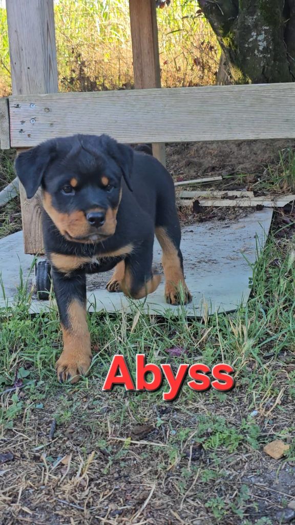 De La Tribu Des Démons Celtes - Chiots disponibles - Rottweiler