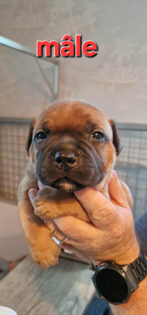 De La Tribu Des Démons Celtes - Chiots disponibles - Staffordshire Bull Terrier