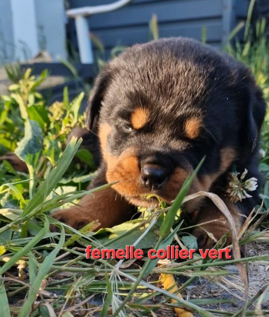 De La Tribu Des Démons Celtes - Chiots disponibles - Rottweiler