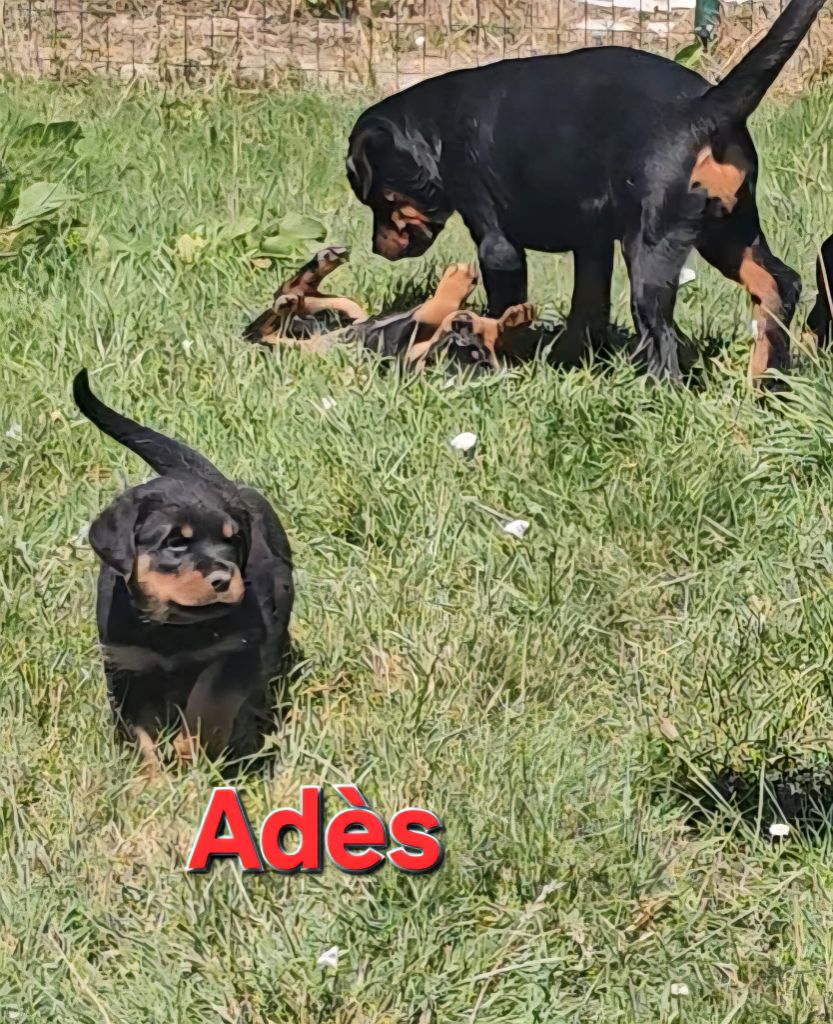 De La Tribu Des Démons Celtes - Rottweiler - Portée née le 15/06/2025